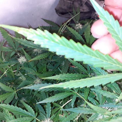 Lemon Kush Auto  growlog timeline photo