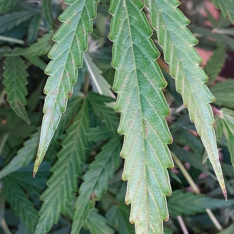 Lemon Kush Auto  growlog timeline photo