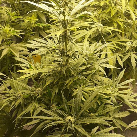 Bruce Banner Auto  growlog timeline photo