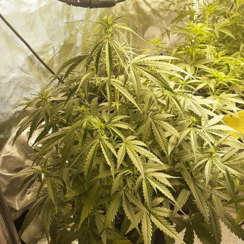 Gorilla Glue Auto  growlog timeline photo