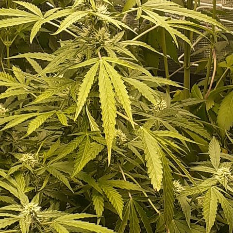 Lemon Kush Auto  growlog timeline photo
