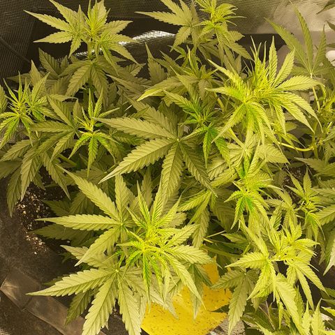 Lemon Kush Auto  growlog timeline photo