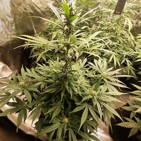 Bruce Banner Auto  growlog timeline photo