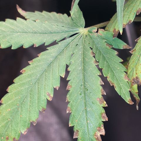 Bruce Banner Auto  growlog timeline photo