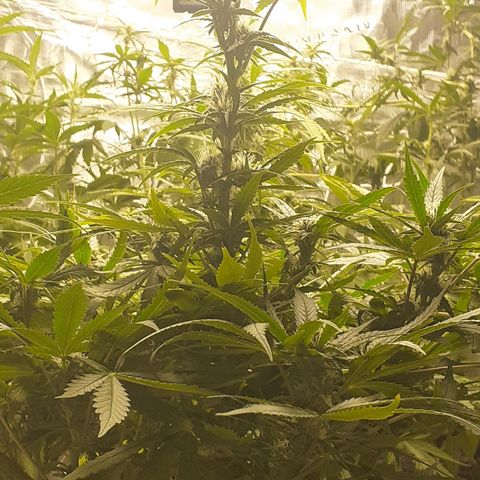 Bruce Banner Auto  growlog timeline photo