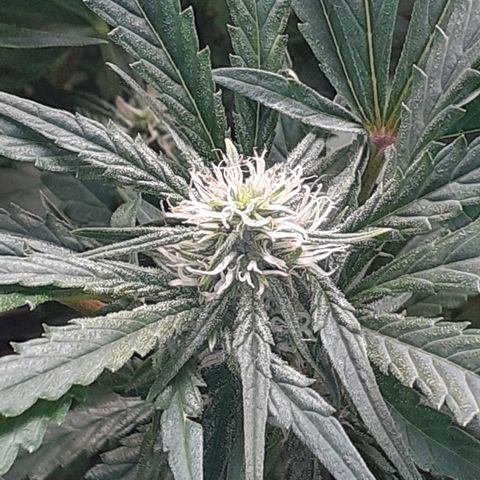 Bruce Banner Auto  growlog timeline photo