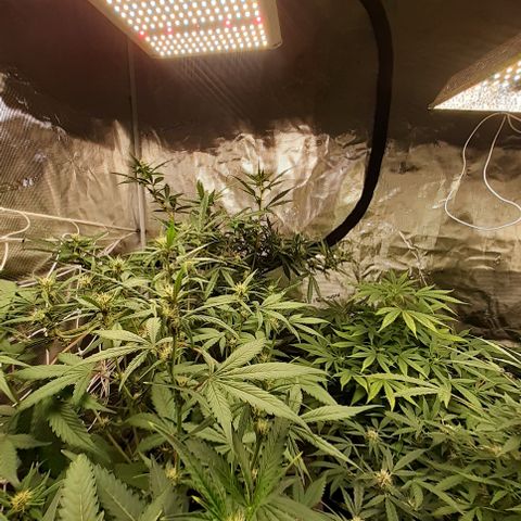 Red Critical Auto  growlog timeline photo