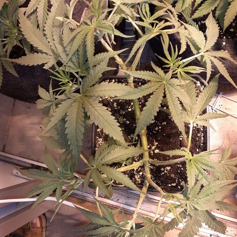 Gorilla Girl Fv growlog timeline photo
