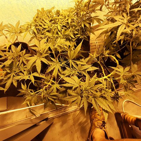 Gorilla Girl Fv growlog timeline photo