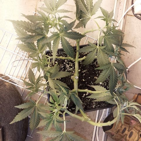 Gorilla Girl Fv growlog timeline photo