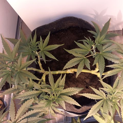 Gorilla Girl Fv growlog timeline photo