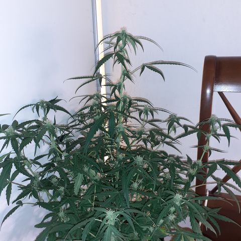 Gorilla Glue Auto  growlog timeline photo