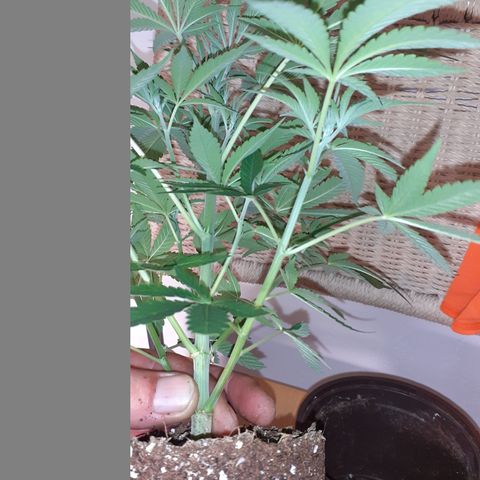 Gorilla Girl Fv growlog timeline photo