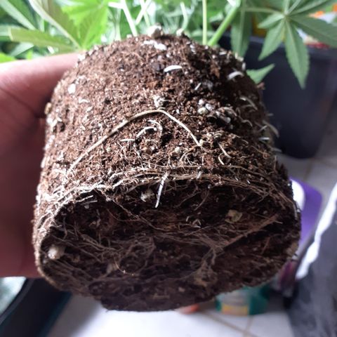 Gorilla Girl Fv growlog timeline photo