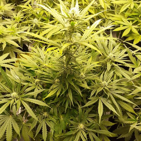 Bruce Banner Auto  growlog timeline photo