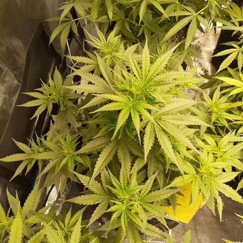 Lemon Kush Auto  growlog timeline photo