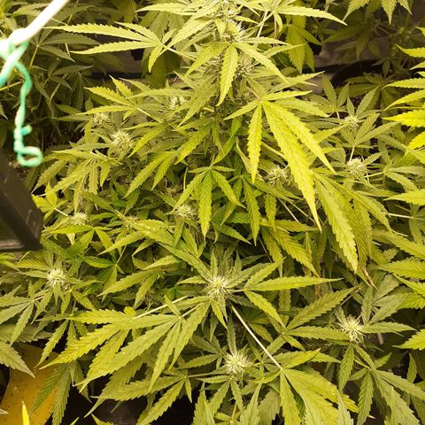 Lemon Kush Auto  growlog timeline photo