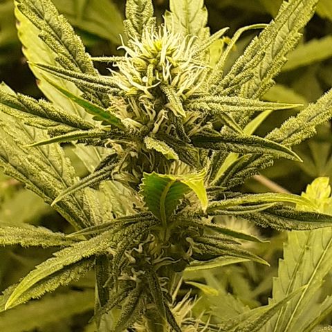 Bruce Banner Auto  growlog timeline photo
