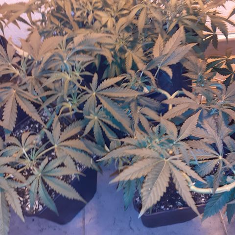 Gorilla Girl Fv growlog timeline photo