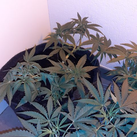 Gorilla Girl Fv growlog timeline photo