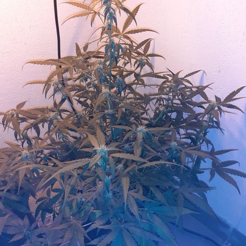Gorilla Girl Fv growlog timeline photo