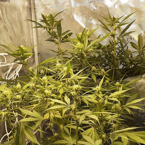 Red Critical Auto  growlog timeline photo