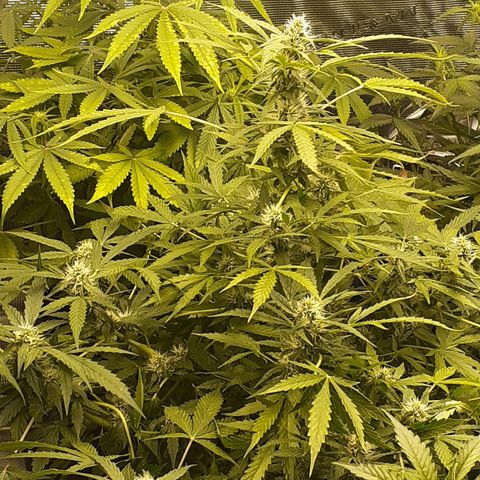 Lemon Kush Auto  growlog timeline photo