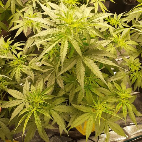 Lemon Kush Auto  growlog timeline photo