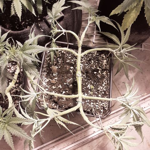Gorilla Girl Fv growlog timeline photo