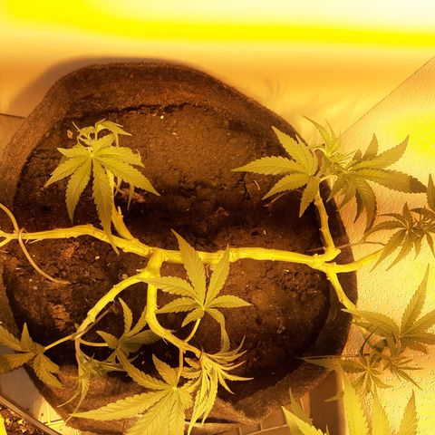 Gorilla Girl Fv growlog timeline photo