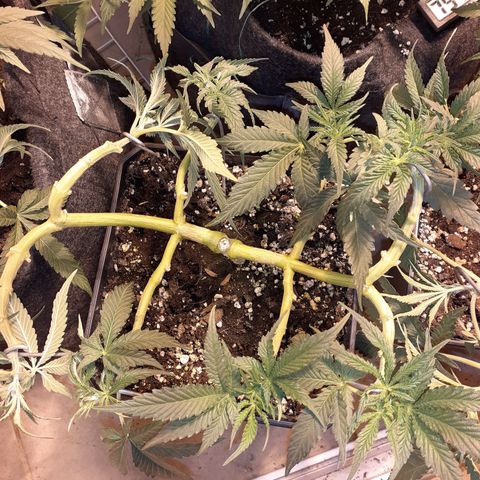 Gorilla Girl Fv growlog timeline photo