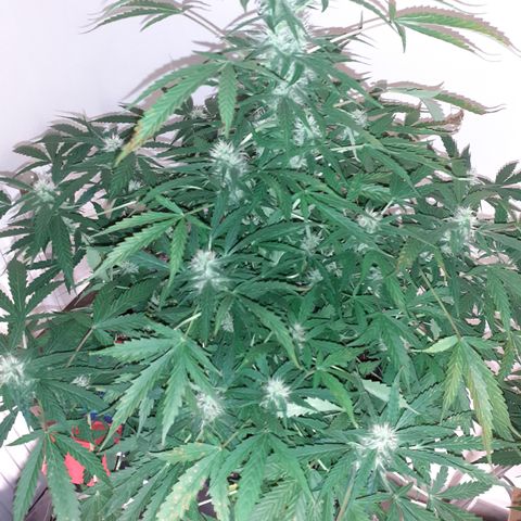 Lemon Kush Auto  growlog timeline photo