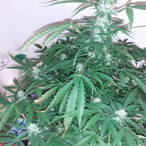 Lemon Kush Auto  growlog timeline photo