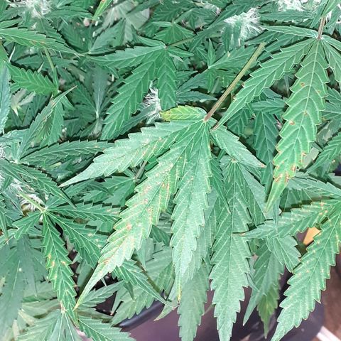 Lemon Kush Auto  growlog timeline photo