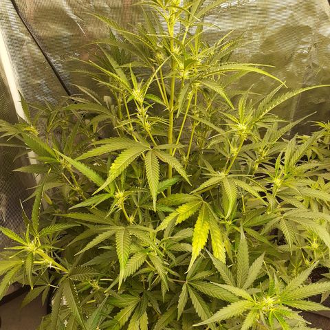 Purple punch Auto  growlog timeline photo