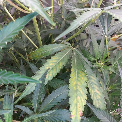 Purple punch Auto  growlog timeline photo