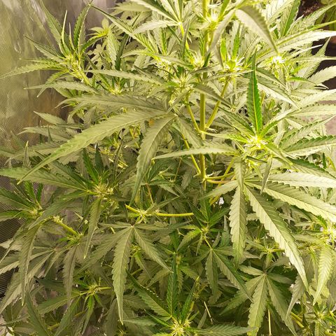 Purple punch Auto  growlog timeline photo