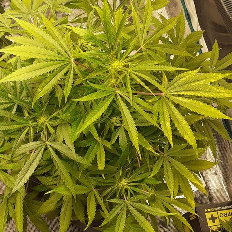 Bruce Banner Auto  growlog timeline photo