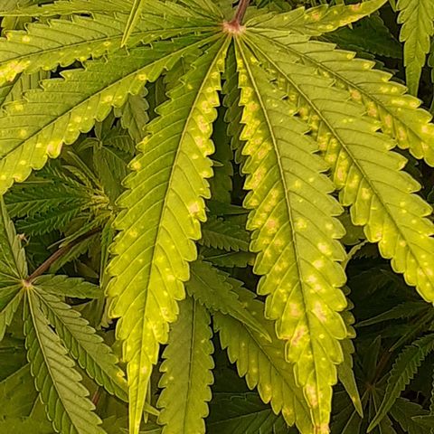 Bruce Banner Auto  growlog timeline photo