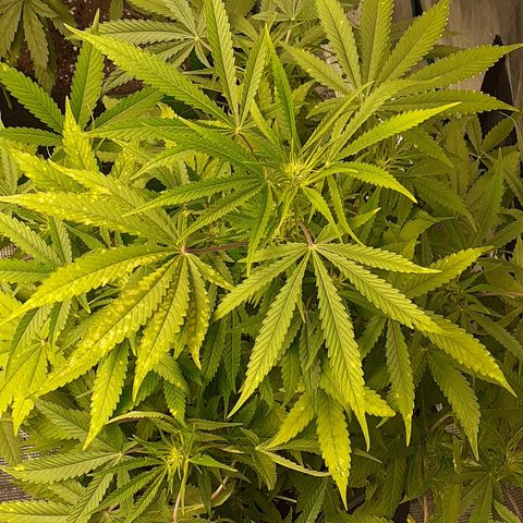 Bruce Banner Auto  growlog timeline photo