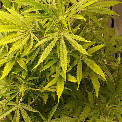 Bruce Banner Auto  growlog timeline photo