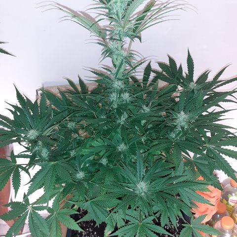 Bruce Banner Auto  growlog timeline photo