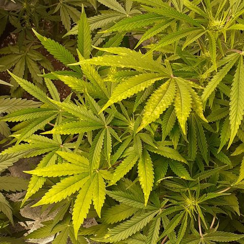 Bruce Banner Auto  growlog timeline photo