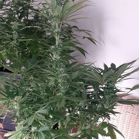 Bruce Banner Auto  growlog timeline photo