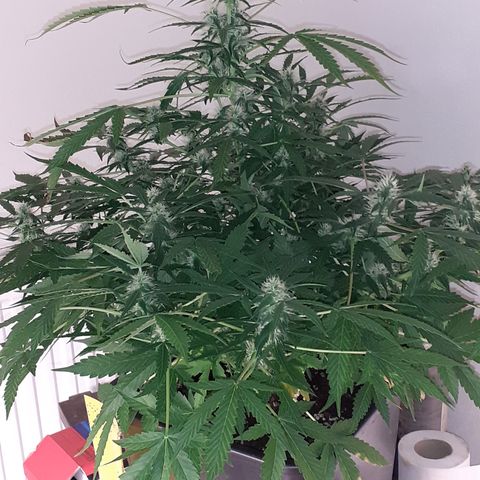 Lemon Kush Auto  growlog timeline photo