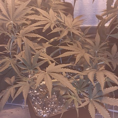 Gorilla Girl Fv growlog timeline photo