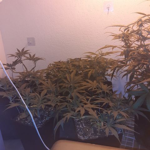 Gorilla Girl Fv growlog timeline photo