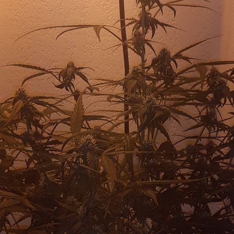 Gorilla Girl Fv growlog timeline photo