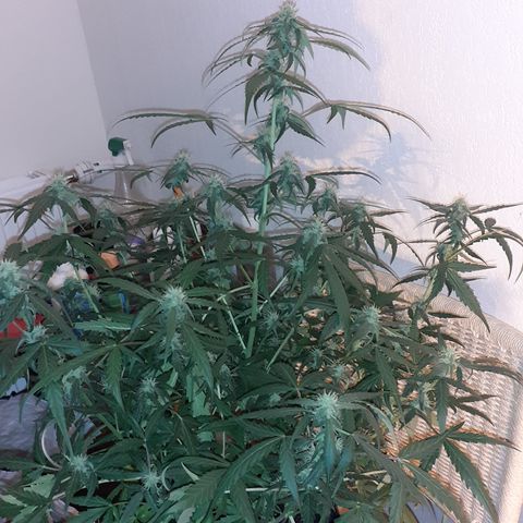 Gorilla Glue Auto  growlog timeline photo