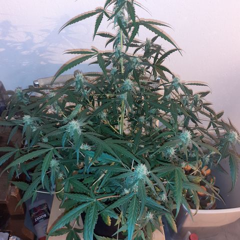 Gorilla Glue Auto  growlog timeline photo